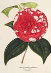 Camellia Giardino Santarelli