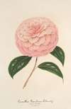 Camellia Giardino Schmitz