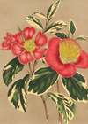 Camellia japonica, sesanqua