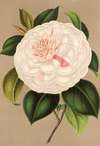 Camellia Madame Cachet