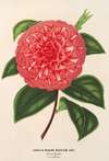 Camellia Madame Rudolph Abel