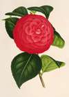 Camellia Marchesa Davia