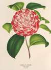 Camellia Nazzari
