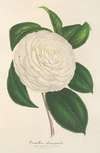 Camellia planipetala