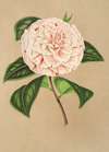 Camellia Principessa Clotilde