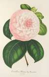 Camellia Reine des Beautés