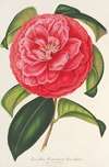 Camellia reticulata var. flore pleno