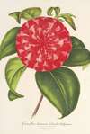 Camellia Souvenir d’Emile Defresne