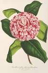 Camellia tricolor imbricata plena