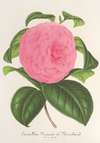Camellia Vicomte de Nieuland