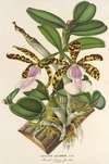 Cattleya Aclandiæ