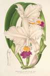 Cattleya quadricolor