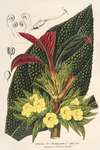 Centrosolenia bullata (Episcia tessellata)