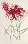 Dianthus cincinnatus