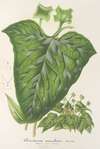 Dorstenia maculata