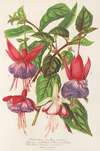 Fuchsia (nouvelles variétés de)