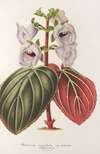 Gloxinia maculata var. insignis