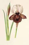 Iris ibérica