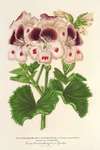 Pelargonium (des Fleuristes) à fi. remontantes, Souvenir de Wilhelma
