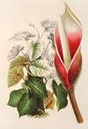 Philodendron Daguense