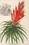 Pitcairnia aphelandræflora
