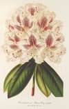 Rhododendrum (hybr.) Baron Osy