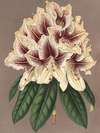 Rhododendrum Archiduc Albert (hybride)