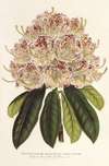 Rhododendrum marginato-punctatum (hybr.)