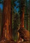 Redwood Forest, Yosemite Valley