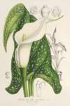 Richardia albo-maculata