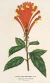Scutellaria Mociniana