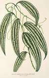 Smilax longifolia, fol. variegata