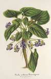 Viola arborea Brandyana