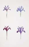 Iris histrio and Iris histrioides