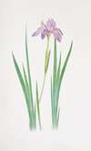 Iris nepalensis