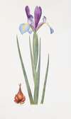 Iris xiphium var. praecox
