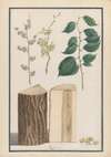Studies of the leaves, blossoms, fruits and trunk of an English elm (Ulmus procera)