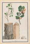 Studies of the trunk, blossoms and fruit of a wild apple tree (Malus sylvestris)