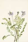 Alpine Milkvetch. Astragalus alpinus