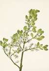 American Mistletoe. Phoradendron flavescens