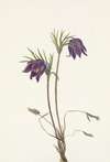 American Pasqueflower (flower). Pulsatilla ludoviciana