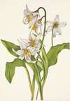 Avalanche-lily. Erythronium montanum