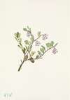 Bearberry (flower). Arctostaphylos uva-ursi