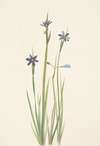 Blue-eyed-grass. Sisyrinchium angustifolium