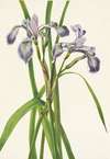 Blueflag Iris. Iris versicolor