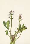 Bogbean. Menyanthes trifoliata