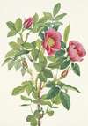 Bourgeau Rose (flower). Rosa bourgeauiana