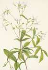Bowmansroot. Porteranthus trifoliatus