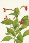 Cardinal Monkeyflower. Mimulus cardinalis