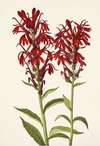 Cardinalflower. Lobelia cardinalis